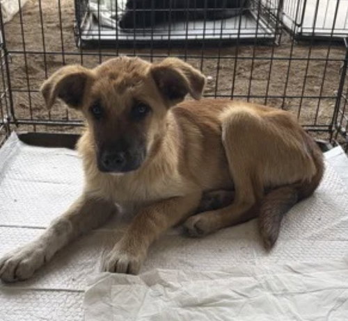 Boo Boo ~FOSTER OR FOSTER TO ADOPT NEEDED~, an adoptable Shepherd in Andover, MN