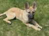 Cinnamon - Photo 1