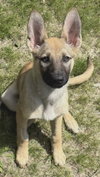 Cinnamon - Photo 2