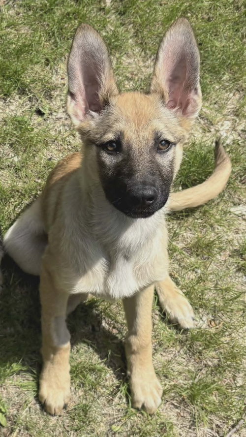 CINNAMON - Shepherd available for adoption