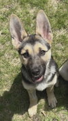 Basil - Photo 1