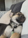 Basil - Photo 4