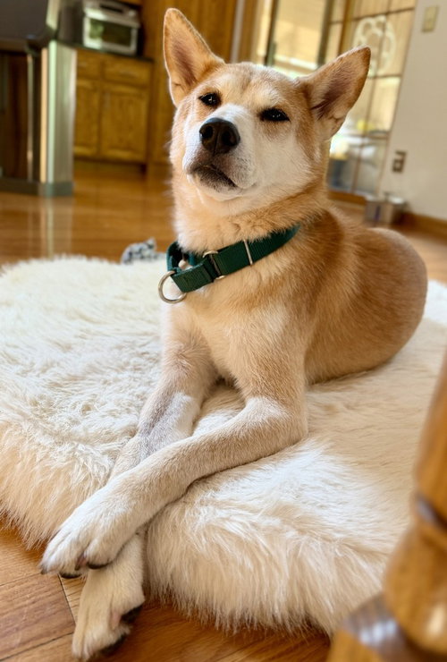 Sammy