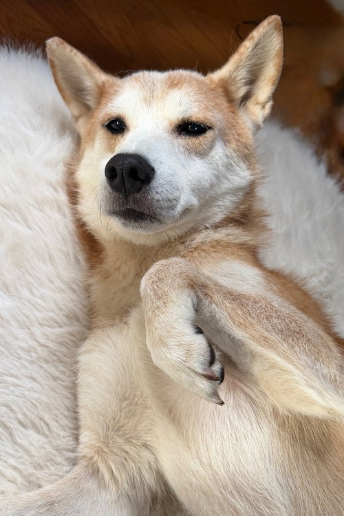 Sammy photo 3