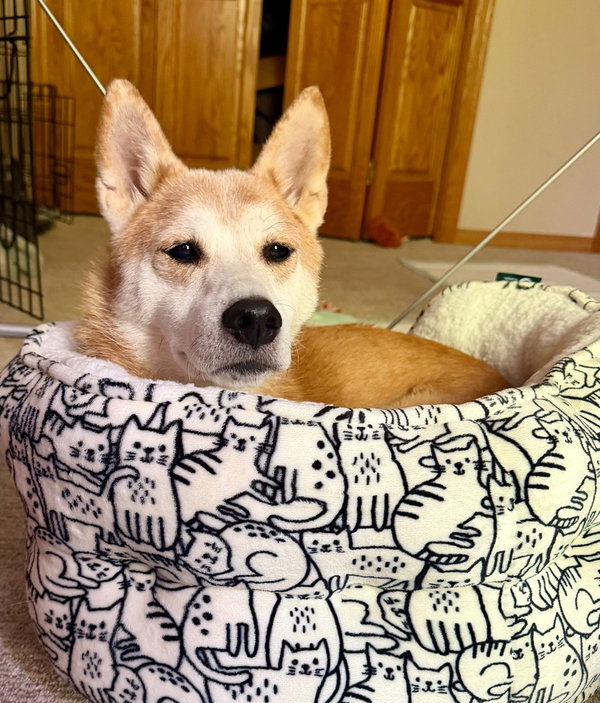 Sammy