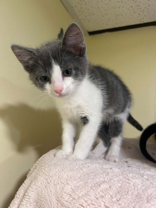 DARWIN - Domestic Short Hair available for adoption