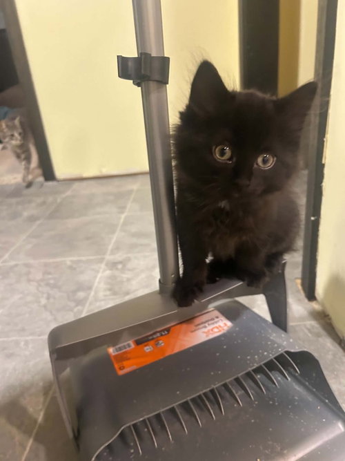 CELSO - Domestic Short Hair available for adoption