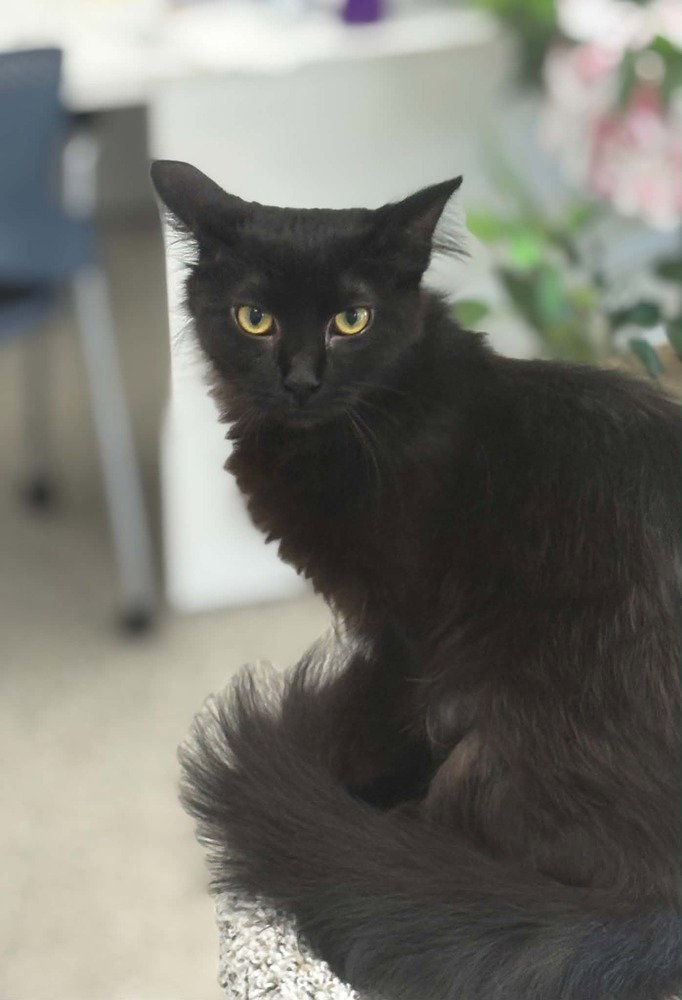 Kuro Image