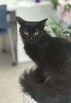 Kuro - Photo 1