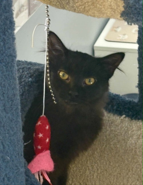 KURO - Domestic Medium Hair available for adoption