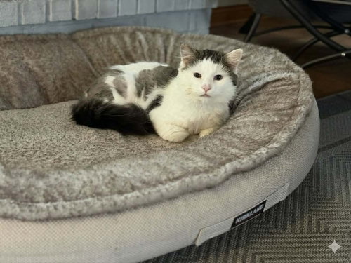 Kermit ~ Meet at Chuck & Don's-EP, an adoptable Domestic Medium Hair in Andover, MN