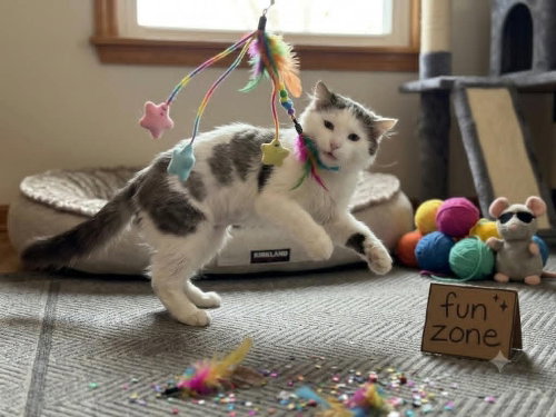 Kermit ~ Meet at Chuck & Don's-EP, an adoptable Domestic Medium Hair in Andover, MN