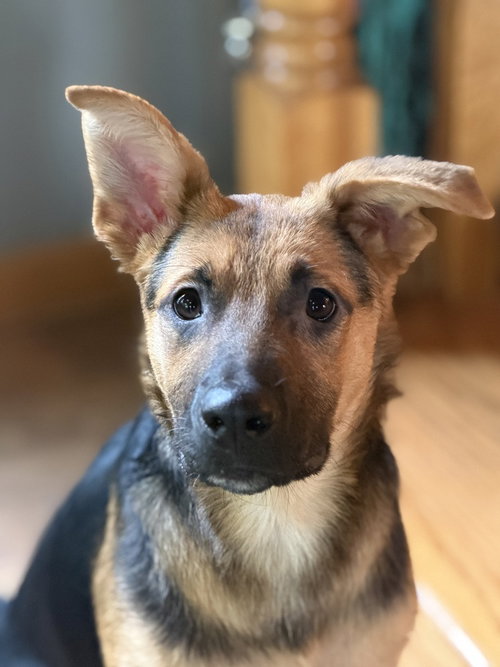 Rocko