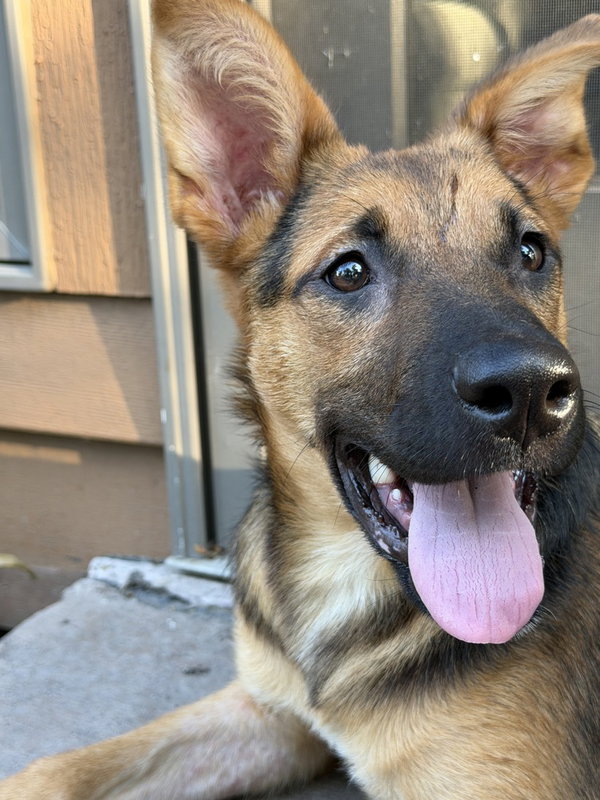 Rocko