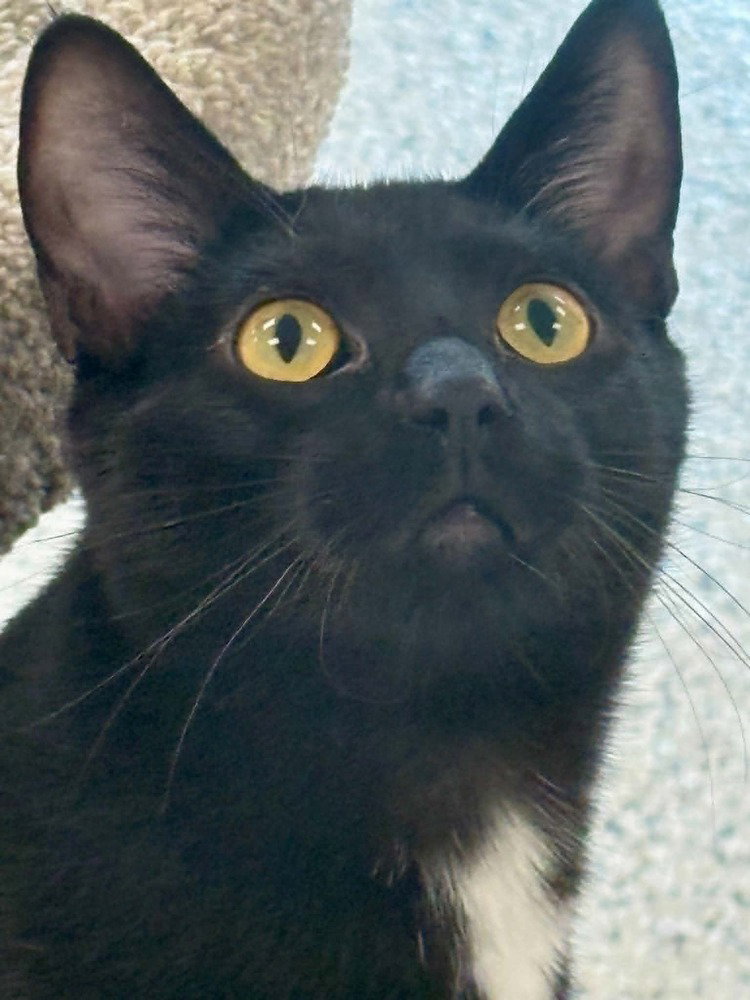 Kilo Image