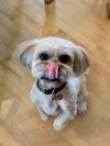 Winston - Photo 1