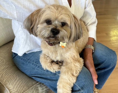 WINSTON - Lhasa Apso available for adoption