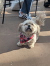 Winston - Photo 4