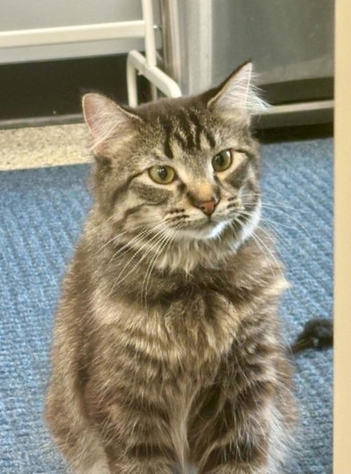 ABIGAIL - Domestic Medium Hair / Domestic Short Hair available for adoption