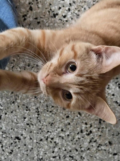 PRINCE - Domestic Short Hair / Domestic Short Hair available for adoption