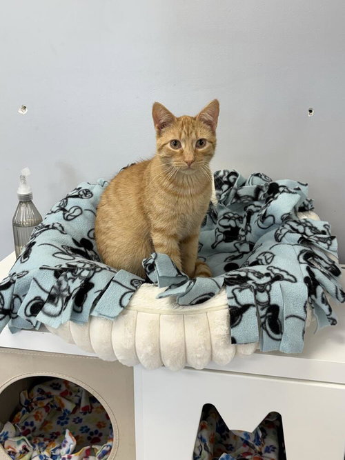 PRINCE - Domestic Short Hair / Domestic Short Hair available for adoption