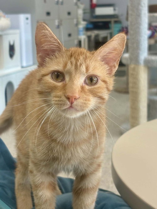 PRINCE - Domestic Short Hair / Domestic Short Hair available for adoption