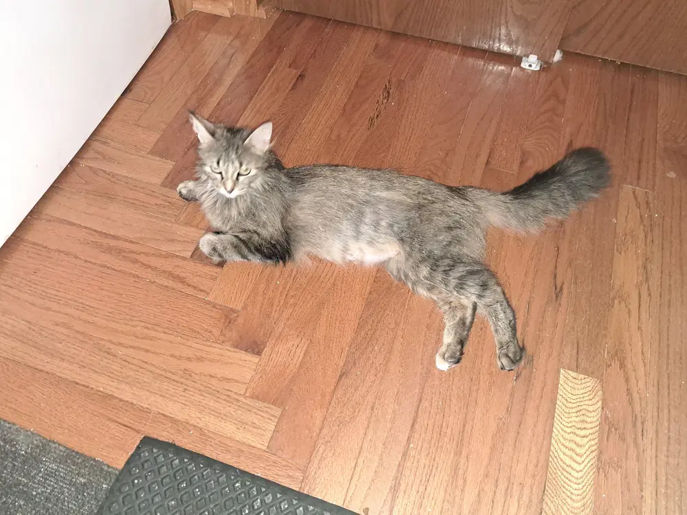 Marcia Marcia Marcia - Norwegian Forest Cat