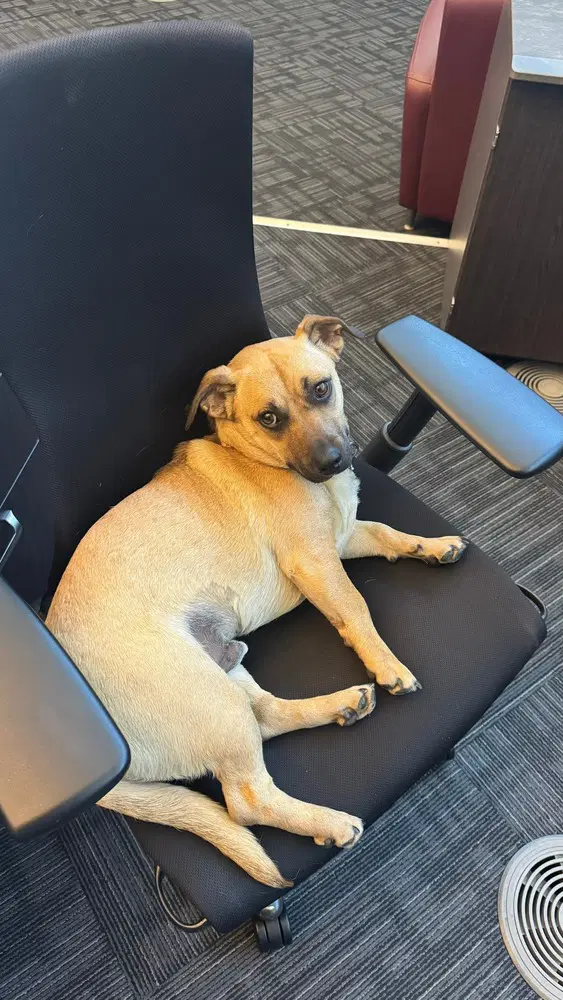 Scrappy - Terrier