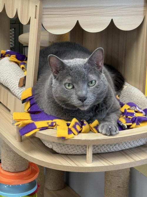 Alex, an adoptable Domestic Short Hair in Andover, MN