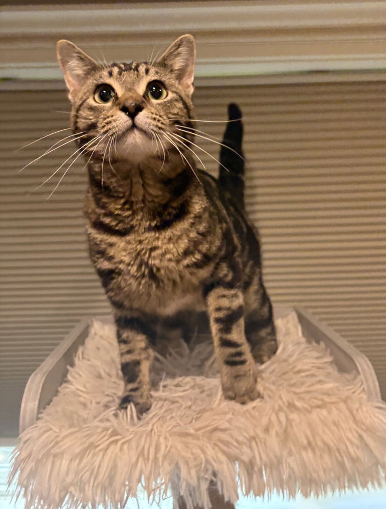 Pete
