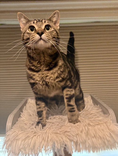 Pete, Adult Domestic Short Hair / Mixed (short coat), cat for adoption in St. Paul, Minnesota