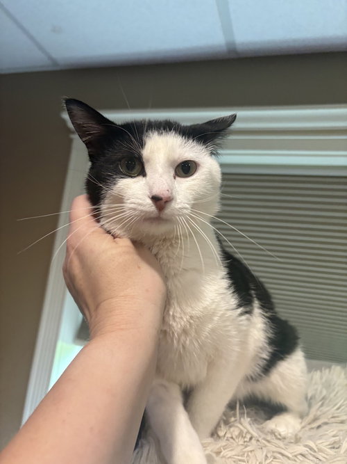 Cutlass, Adult Domestic Short Hair / Mixed (short coat), cat for adoption in St. Paul, Minnesota