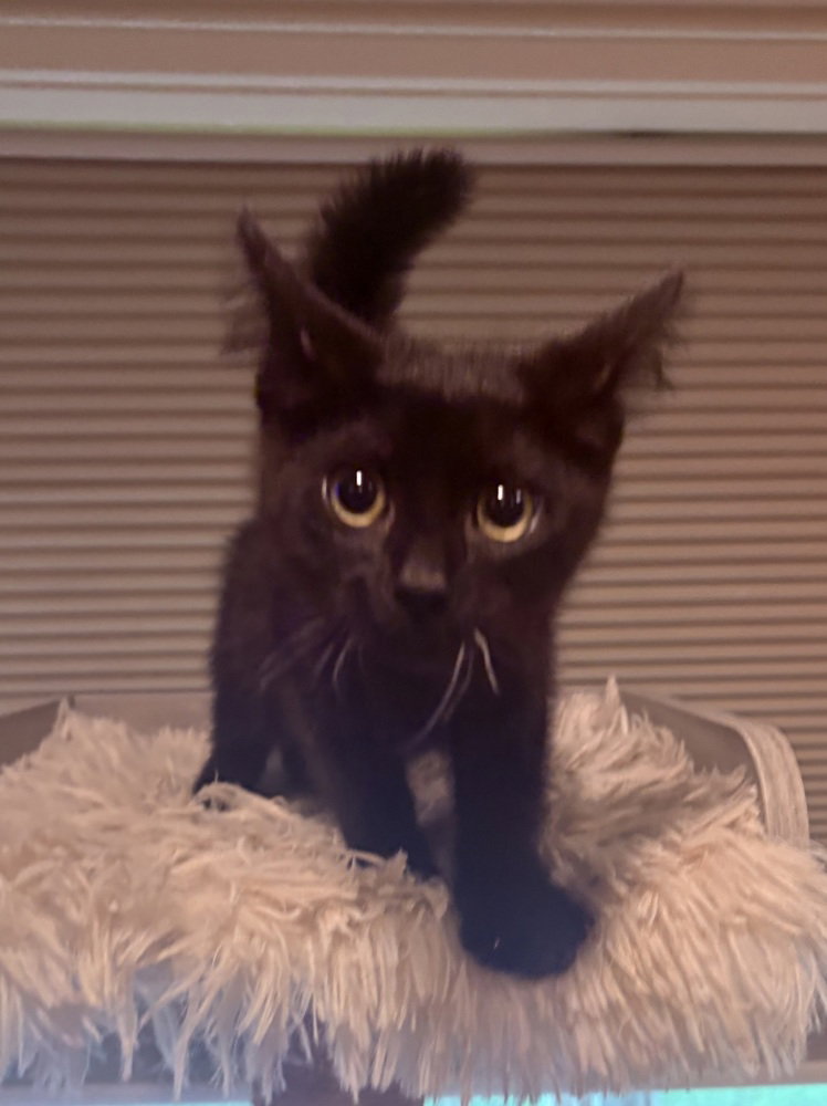 Ellie Jane, photo 3