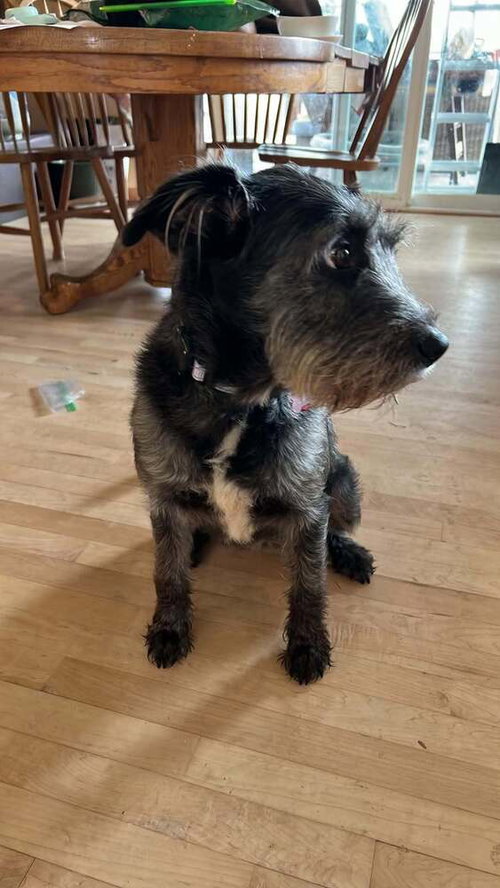 Millie photo 2
