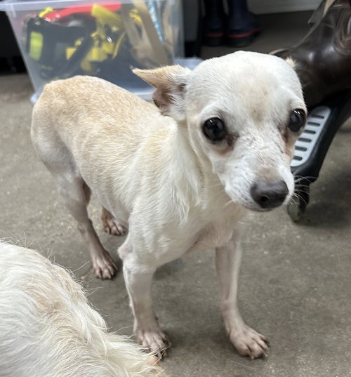 Nicole~FOSTER OR FOSTER TO ADOPT NEEDED~