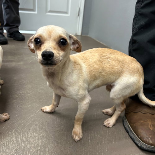 Ana~FOSTER OR FOSTER TO ADOPT NEEDED~