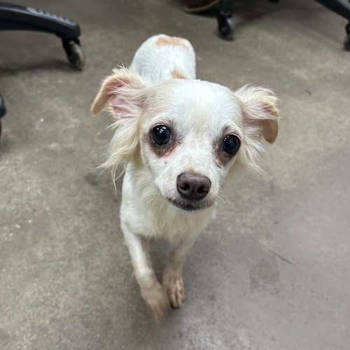 Tonya~FOSTER OR FOSTER TO ADOPT NEEDED~