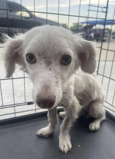 Lina~FOSTER OR FOSTER TO ADOPT NEEDEED~