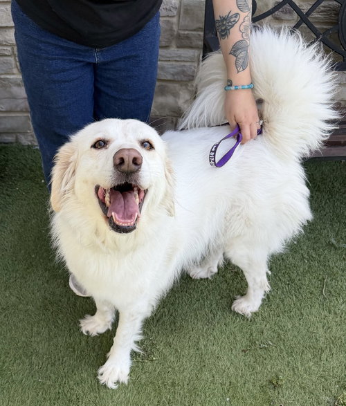 Salem~FOSTER OR FOSTER TO ADOPTED NEEDED~