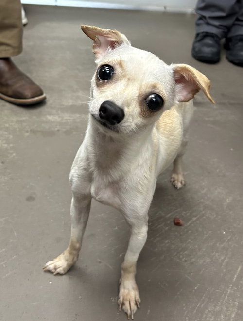 Michelle~FOSTER OR FOSTER TO ADOPT NEEDED~