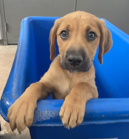 Rayne~FOSTER OR FOSTER TO ADOPT NEEDED~
