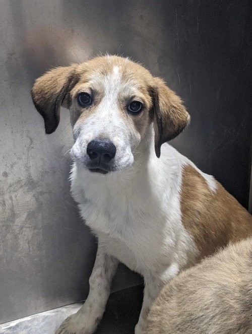 Neptune~FOSTER OR FOSTER TO ADOPT NEEDED~