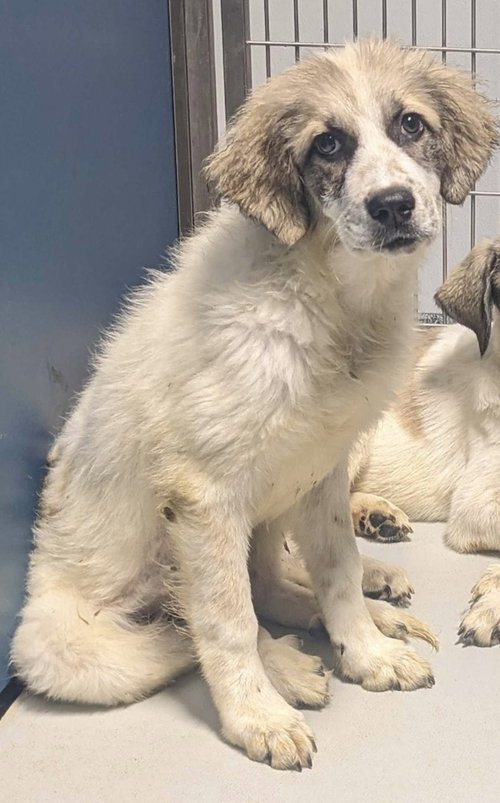 Venus~FOSTER OR FOSTER TO ADOPT NEEDED~
