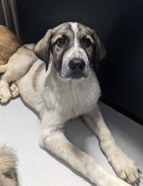 Mercury~ FOSTER OR FOSTER TO ADOPT NEEDED~