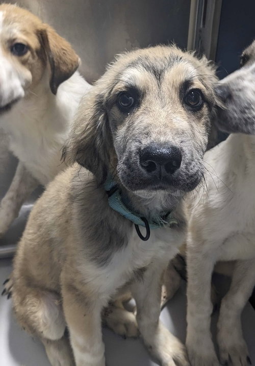 Jupiter~FOSTER OR FOSTER TO ADOPT NEEDED~