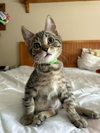 Pochita - Photo 3