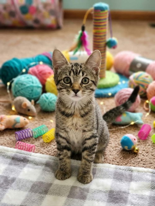GOJO - Domestic Short Hair / Domestic Short Hair available for adoption