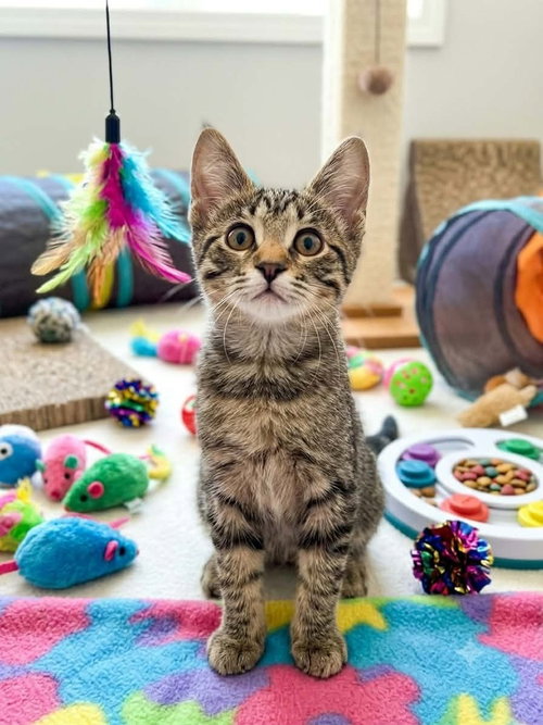 GOJO - Domestic Short Hair / Domestic Short Hair available for adoption