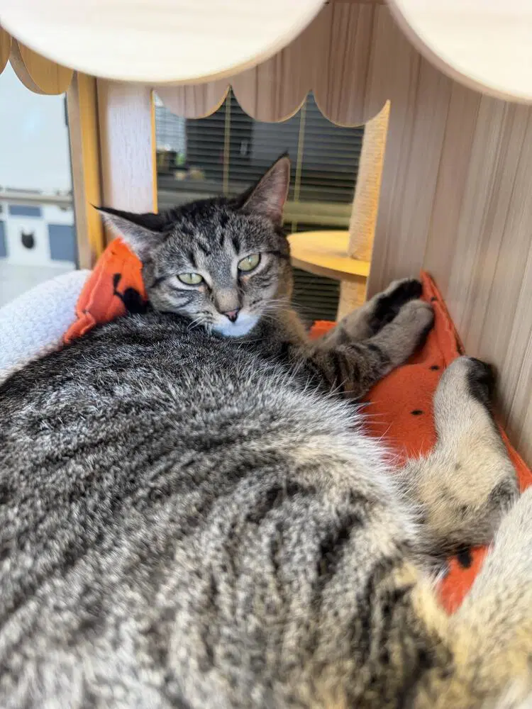 Lima - Domestic Short Hair