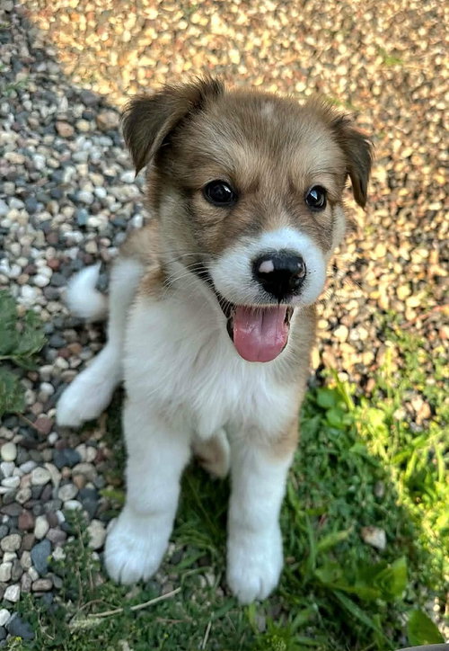 Koa, an adoptable Australian Shepherd in Andover, MN